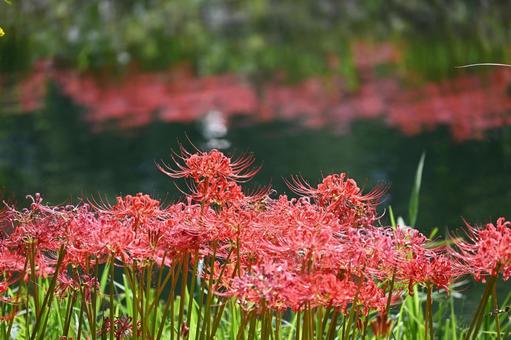 彼岸花 彼岸花 彼岸花,曼珠沙華,彼岸花畑の写真素材