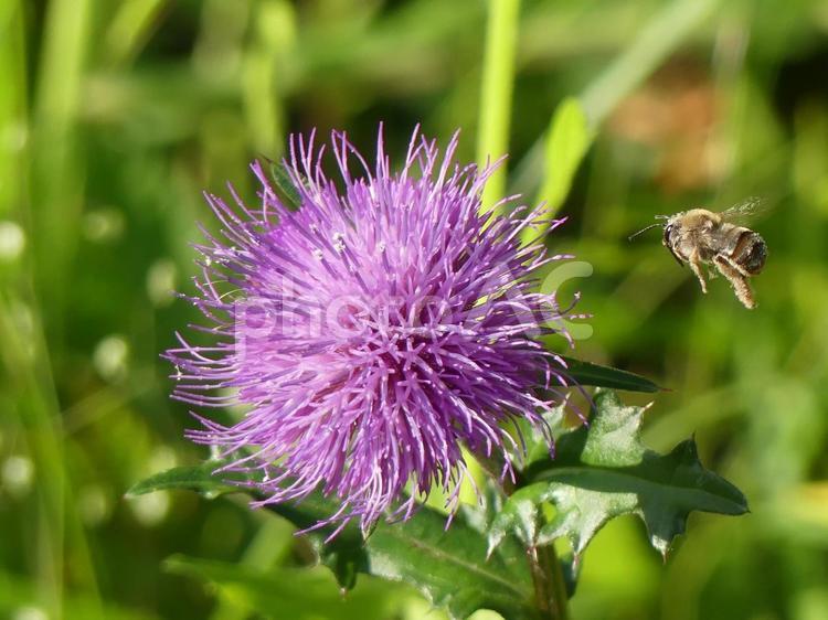 アザミの花にとまる直前の蜜蜂 アザミ,花,蜜蜂の写真素材