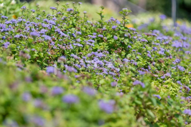 一面に咲き広がるアゲラタムの群生 アゲラタム,花,花びらの写真素材