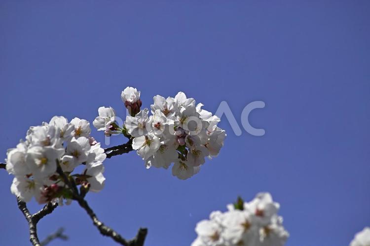 青空と満開の桜 桜,花,春の写真素材