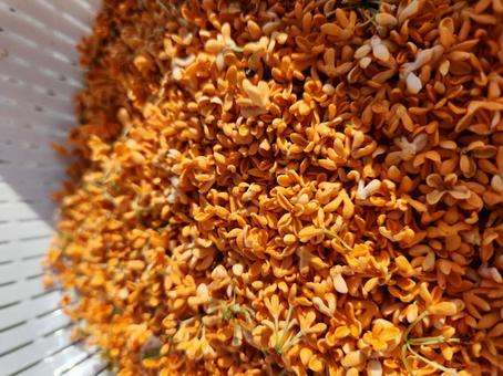 金木犀 キンモクセイ,金木犀,収穫の写真素材