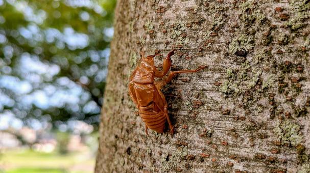 アブラゼミの抜け殻 アブラゼミの抜け殻 自然,木,晴天の写真素材