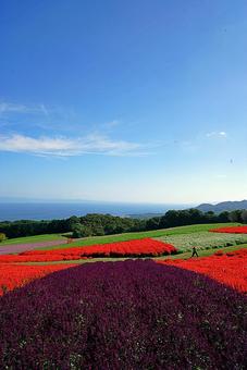 淡路島　あわじ花さじき79　サルビア 兵庫県,あわじ花さじき,サルビアの写真素材
