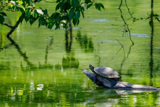 Photo, turtle, mississippi red turtle, green turtle, 