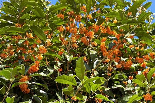 キンモクセイの写真