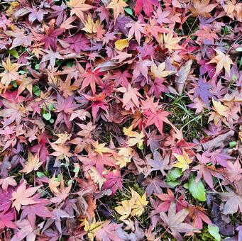 色とりどりのモミジの落ち葉 モミジ,紅葉,もみじの写真素材