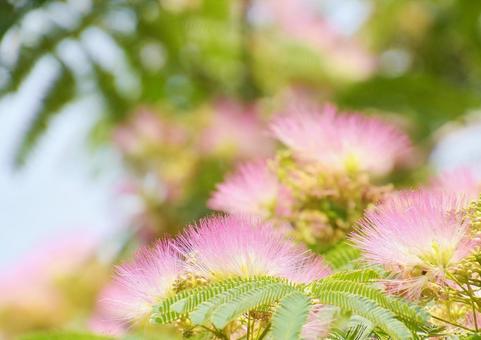 Silk tree flower, JPG Silk tree flower, JPG