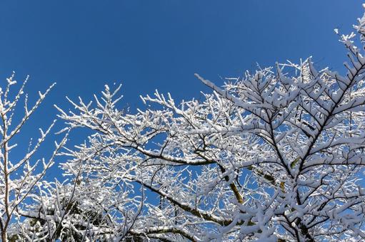 雪の枝とスカッと晴れた青空 雪,冬,木の写真素材