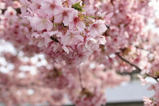 河津桜 満開! 河津桜 満開!の写真