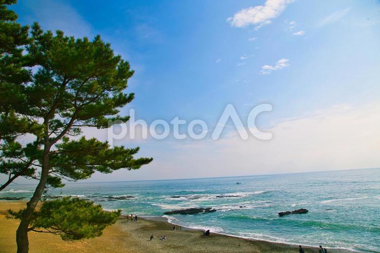 松の木のぞむ大洗海岸 海,海岸,風景の写真素材