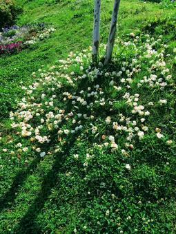 落花 落花,枯れた花,美しいの写真素材