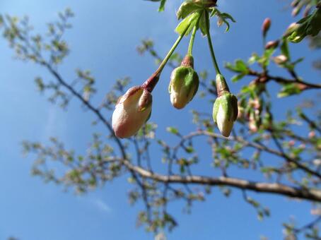桜のつぼみと青空 桜のつぼみと青空の写真