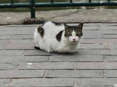 Photo, cat, stray cat, white, 