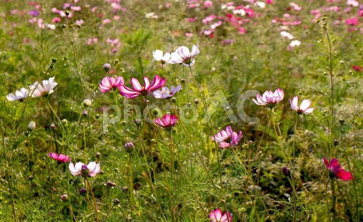 満開のコスモス畑背景イメージ素材 花,ピンク,コスモスの写真素材