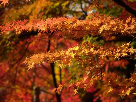 紅葉1 紅葉1の写真