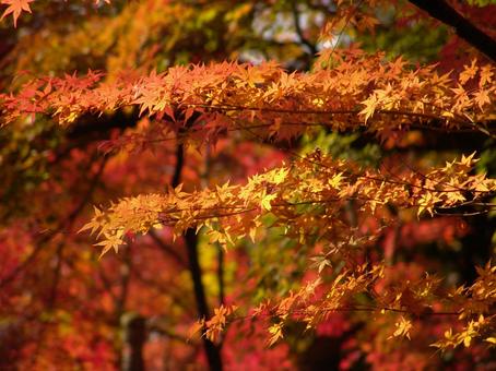 紅葉1 紅葉,もみじ,秋の写真素材