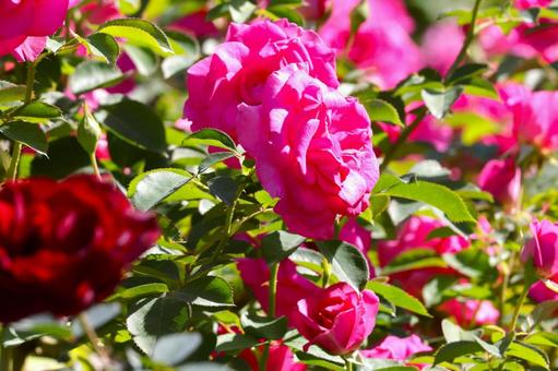 春秋に咲くバラの花(東京競馬場バラ園)2 春秋に咲くバラの花(東京競馬場バラ園)2の写真