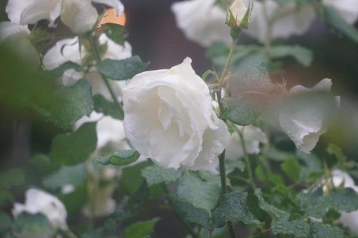 薔薇 薔薇の写真