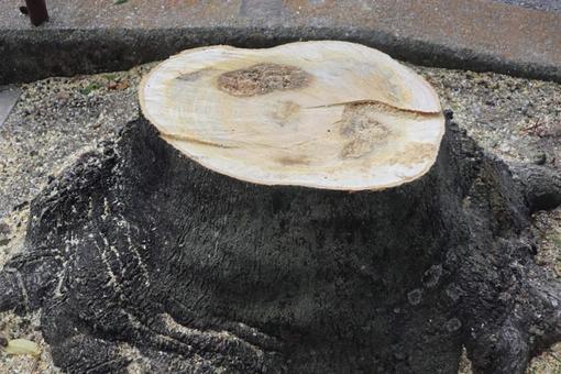 根株 切り株,植物,自然の写真素材