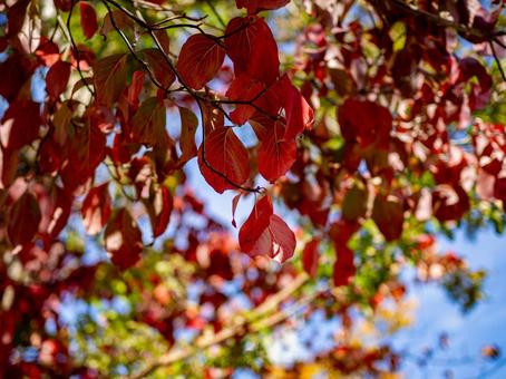 赤く紅葉したハナミズキの写真