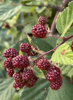 Immature red blackberries (vertical, JPG