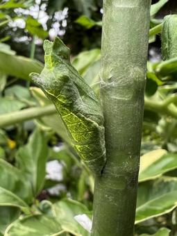 蝶のサナギ 蝶のサナギの写真