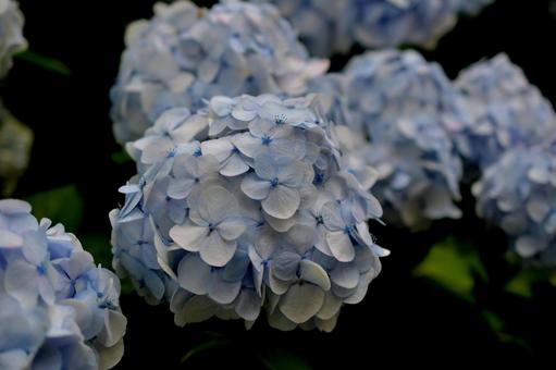 淡い青紫色の紫陽花 淡い青紫色の紫陽花 紫陽花,花,青の写真素材