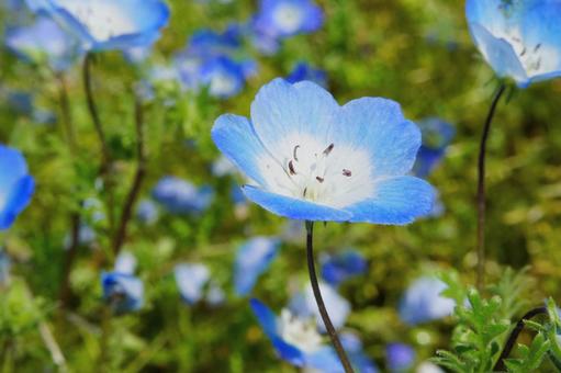 青いネモフィラの花のクローズアップ 青いネモフィラの花のクローズアップの写真