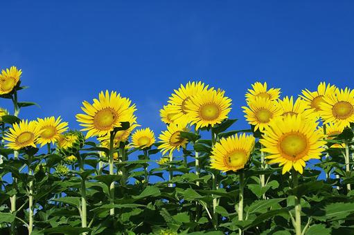 夏のひまわり 夏のひまわり ひまわり,夏,花の写真素材
