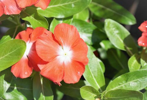 鉢植えの夏の花1 鉢植えの夏の花1の写真