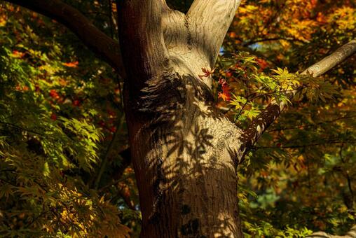 木漏れ日と紅葉の写真