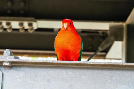 鉄骨にとまるキンショウジョウインコ 鉄骨にとまるキンショウジョウインコの写真