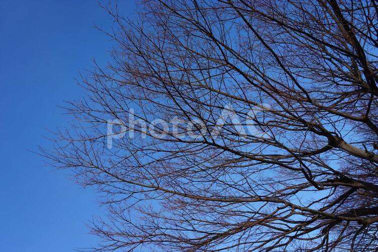 枯れ木 木,枯れ木,秋の写真素材