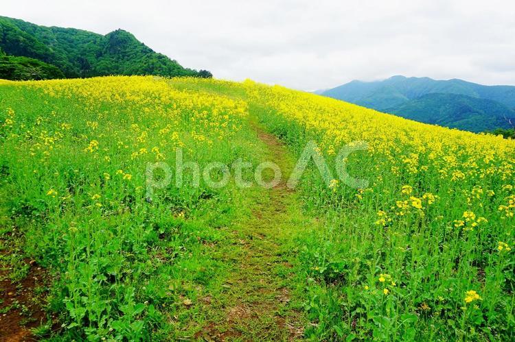 三ノ倉高原の菜の花畑 三ノ倉高原花畑,菜の花,道の写真素材