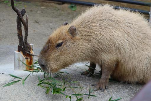 カピバラ カピバラ,生き物,動物の写真素材