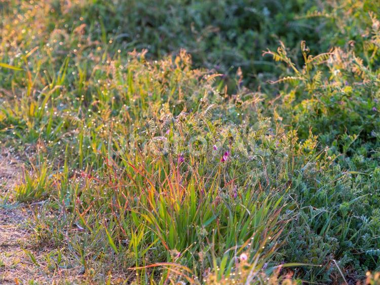 水滴が光る土手に生えた草花 水滴,水玉,草花の写真素材