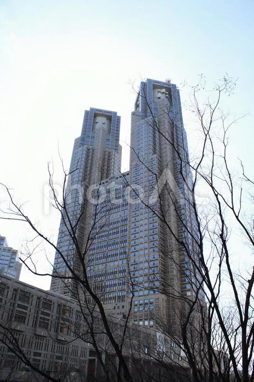 都庁と冬の木 東京,日本,都庁の写真素材
