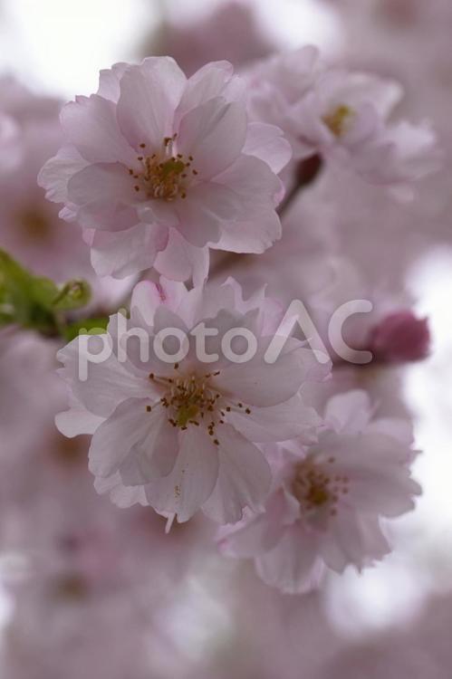 夕方の桜12 桜,サクラ,夕方の写真素材
