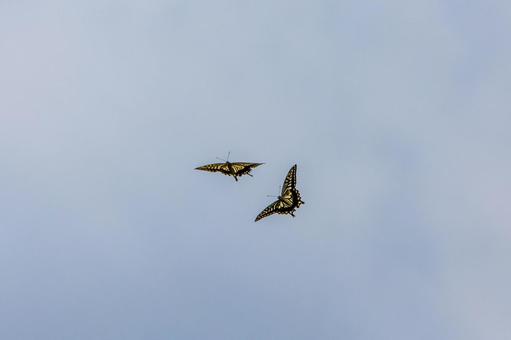 アゲハチョウ アゲハチョウ アゲハチョウ,アゲハ,蝶の写真素材