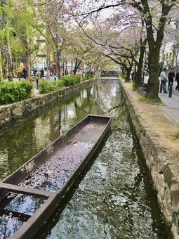 桜と河川 桜と河川の写真