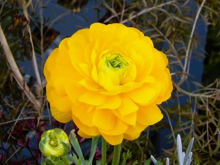 黄色の花 黄色の花の写真