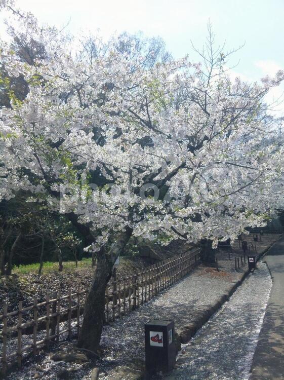 桜の木々の風景 桜,ソメイヨシノ,サクラの写真素材