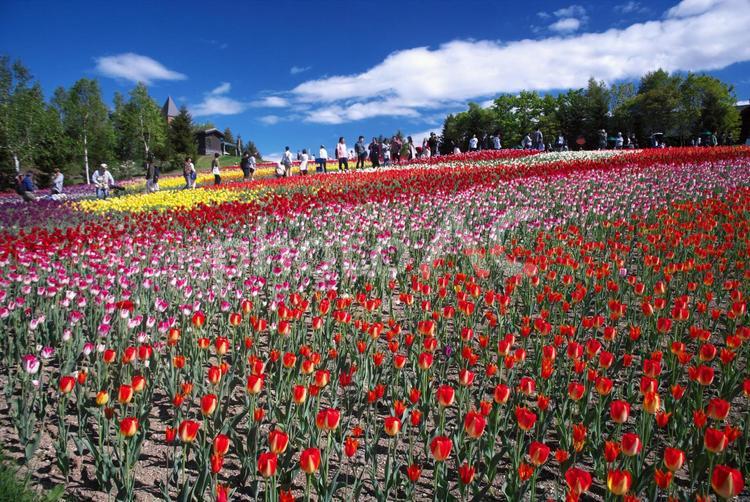 滝野すずらん公園のチューリップ畑 チューリップ,滝野すずらん,観光名所の写真素材