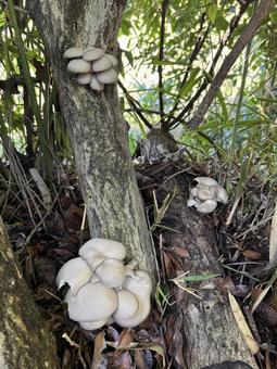 平茸（栽培） 平茸,ヒラタケ,きのこの写真素材