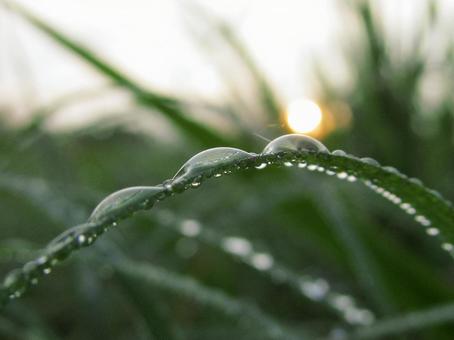 水滴と緑の葉と朝日Water drops 水滴と緑の葉と朝日Water dropsの写真