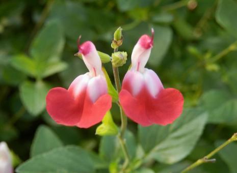 【花の写真】チェリーセージ チェリーセージ,植物,花の写真素材