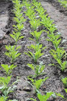 春菊の苗 春菊の苗 春菊,シュンギク,苗の写真素材