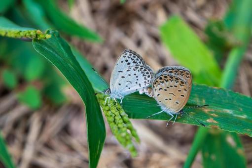 草にとまるヤマトシジミのつがい 草にとまるヤマトシジミのつがいの写真