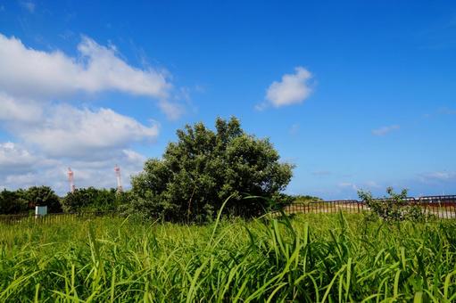 夏の日差し 夏の日差しの写真