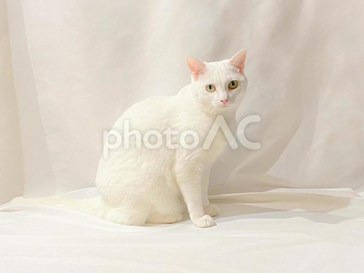 白い猫 猫,ねこ,ネコの写真素材